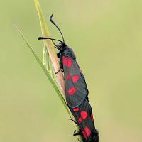 Five Spot Burnet Moths Mating 